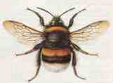 bumble bee