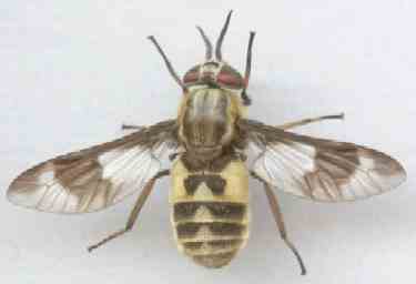 Chrysops relictus - a horse fly, not a bee!