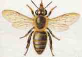 honey bee