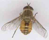 Hybomitra Distinguenda