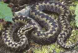 The male adder