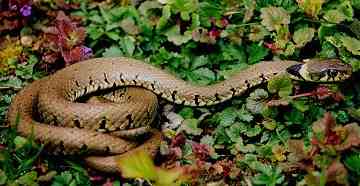 Common grass snake - harmless
