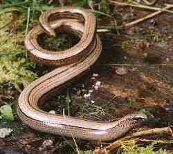 The slow worm