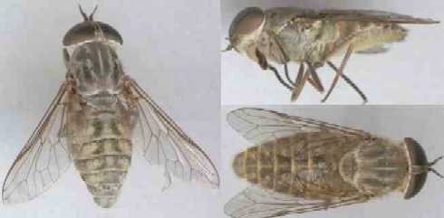 Tabanus bromius - nasty little thing