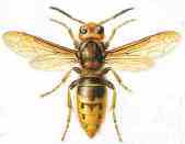 wasp